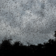Swarms of locusts fly above crops in Katitika village, Kenya, on January 24, 2020.